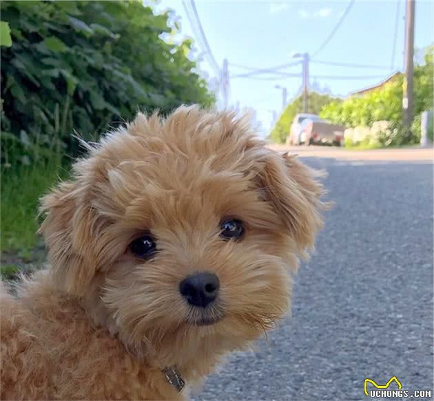 跟一般贵宾犬不同，这只狗狗耳朵立起来，可爱到心都融化