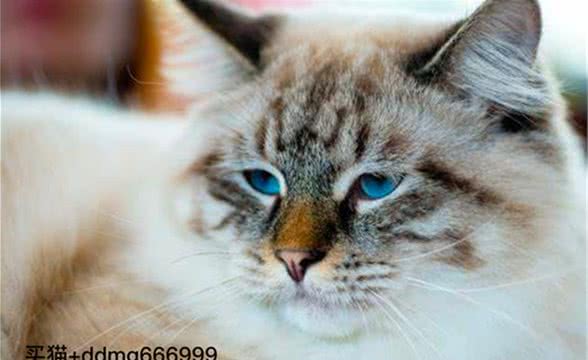 褴褛猫多少钱一只，褴褛猫价格