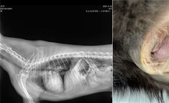 狗狗身上鼓包变大、排便困难，别大意…可能是“会阴疝”