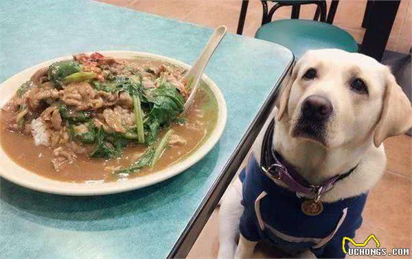 狗狗肚子再饿，也不能喂这几种食物