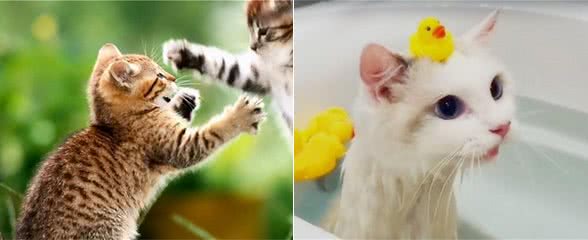 家里的猫，最怕什么你知道吗？这五点让人很心酸
