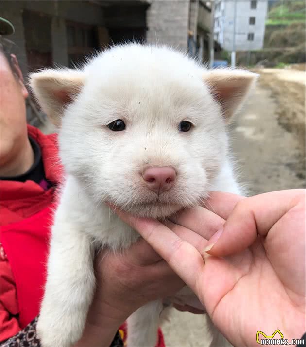 教你最简单的下司犬挑选及辨别方法