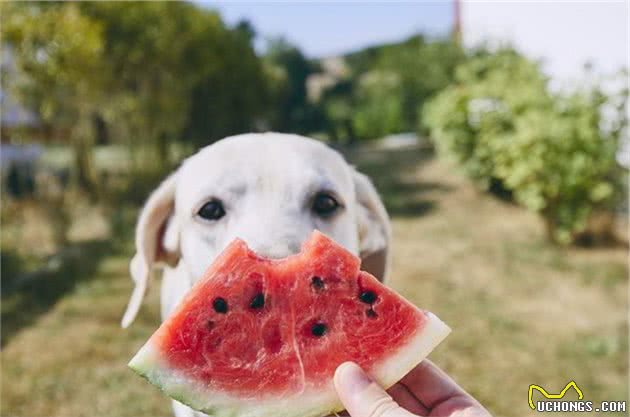 夏季水果多，最适合狗狗吃的几种，你有喂过吗？