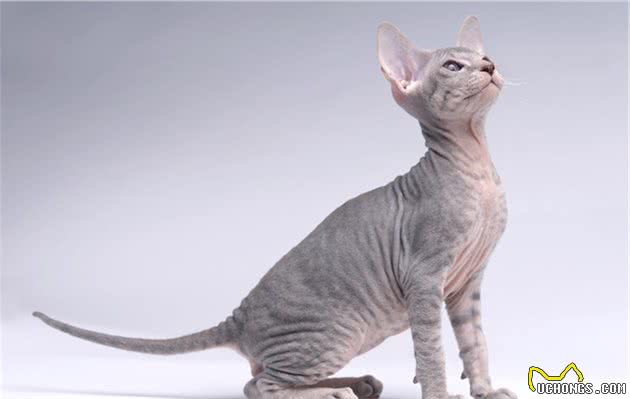 全球最贵的十种猫，它们都是可爱的代表吖