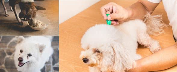 宠物狗有泪痕都是狗粮惹的祸？了解3个真正原因，去除泪痕才有效