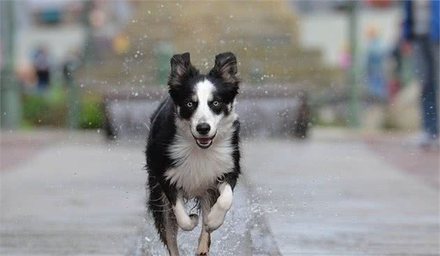 训犬教程-让犬不往身上扑