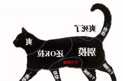 猫的一些现象分析，乖张的行为下是科学的解释