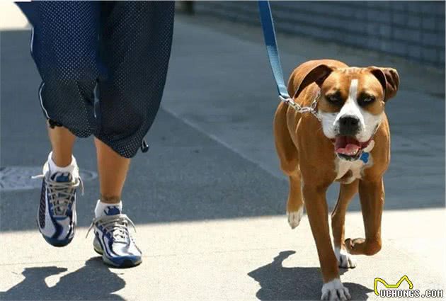 狗咬人几千万赔得起？女员工因遛犬纠纷辱骂路人：你孩子没它值钱