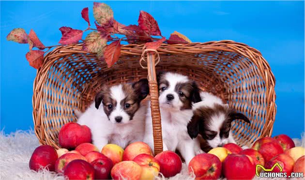 你也因为蝴蝶犬挑食而头疼吗？这5招，教你解决它挑食的坏毛病
