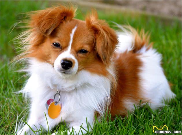你也因为蝴蝶犬挑食而头疼吗？这5招，教你解决它挑食的坏毛病