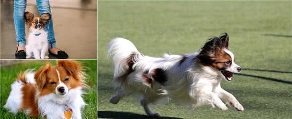你也因为蝴蝶犬挑食而头疼吗？这5招，教你解决它挑食的坏毛病