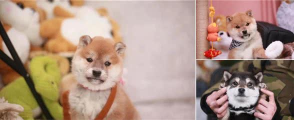 柴犬的调教与饲养方法
