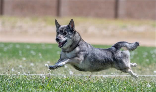 瑞典牧羊犬，明明是纯种犬，看起来却像柯基和狼犬混种