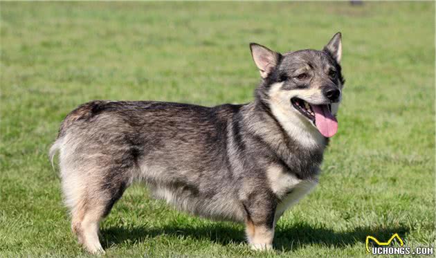 瑞典牧羊犬，明明是纯种犬，看起来却像柯基和狼犬混种