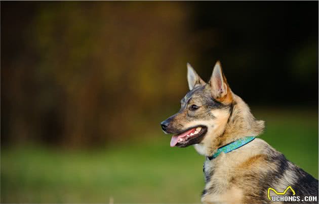 瑞典牧羊犬，明明是纯种犬，看起来却像柯基和狼犬混种