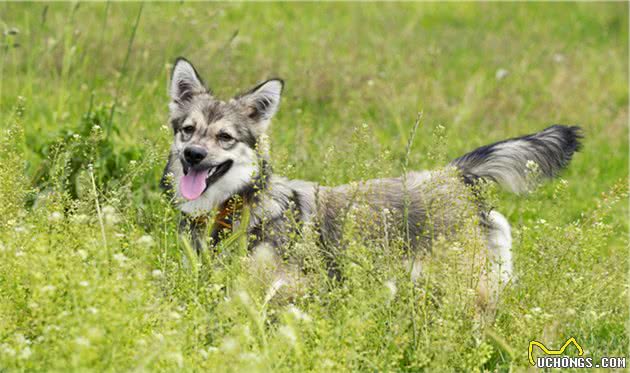 瑞典牧羊犬，明明是纯种犬，看起来却像柯基和狼犬混种