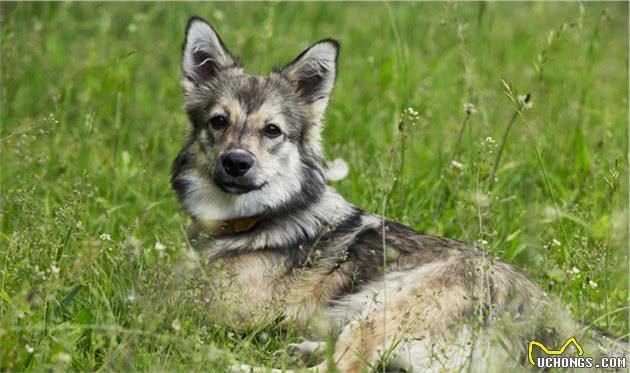 瑞典牧羊犬，明明是纯种犬，看起来却像柯基和狼犬混种