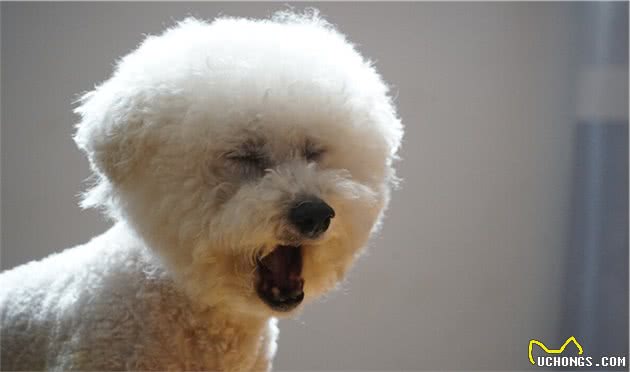 养比熊犬的“烦恼”，养过的宠主都深有体会