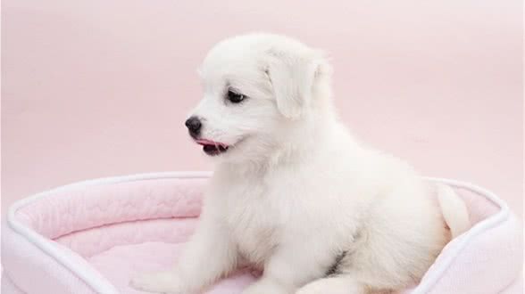 狗狗术后应该如何照顾才能快速恢复