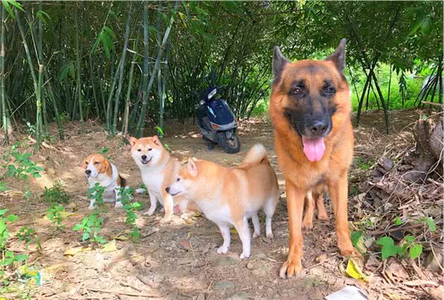 德牧柴犬深夜吠叫，四只狗狗齐力吵醒主人，想要救了主人一命