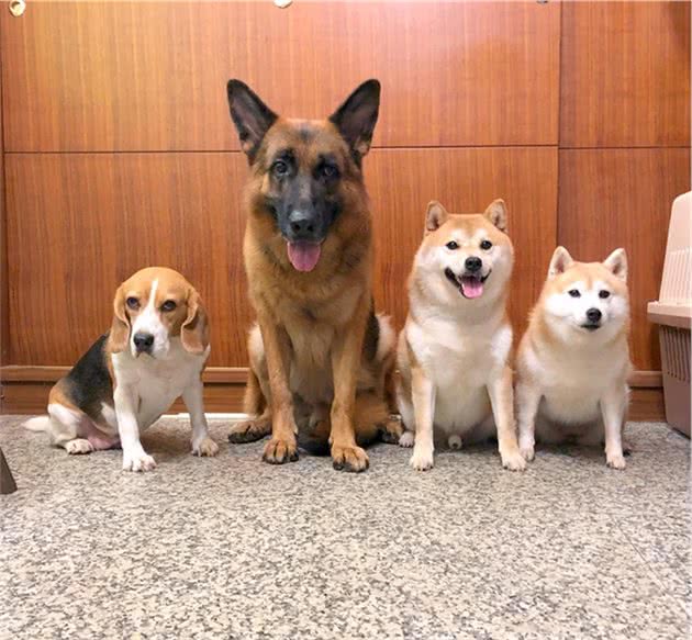 德牧柴犬深夜吠叫，四只狗狗齐力吵醒主人，想要救了主人一命