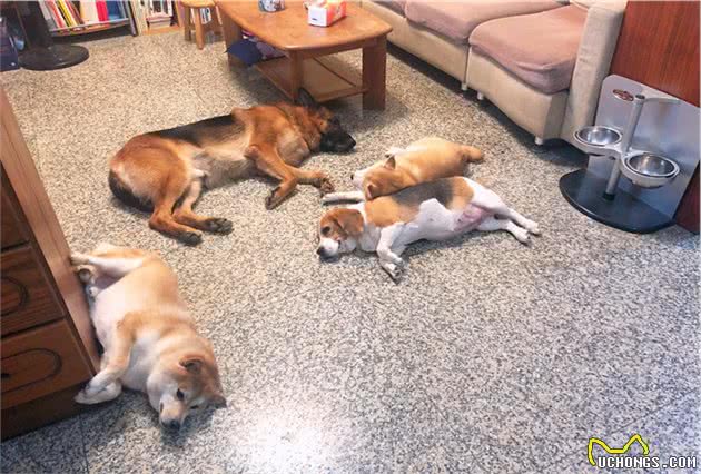 德牧柴犬深夜吠叫，四只狗狗齐力吵醒主人，想要救了主人一命