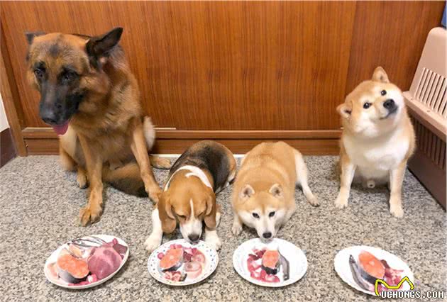 德牧柴犬深夜吠叫，四只狗狗齐力吵醒主人，想要救了主人一命