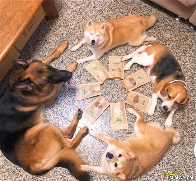 德牧柴犬深夜吠叫，四只狗狗齐力吵醒主人，想要救了主人一命