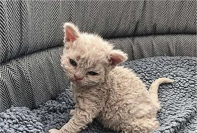 好心人捡到流浪猫：浑身卷毛酷似泰迪，生下小猫后才知其身价