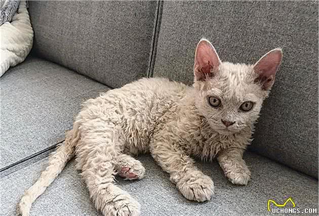 好心人捡到流浪猫：浑身卷毛酷似泰迪，生下小猫后才知其身价