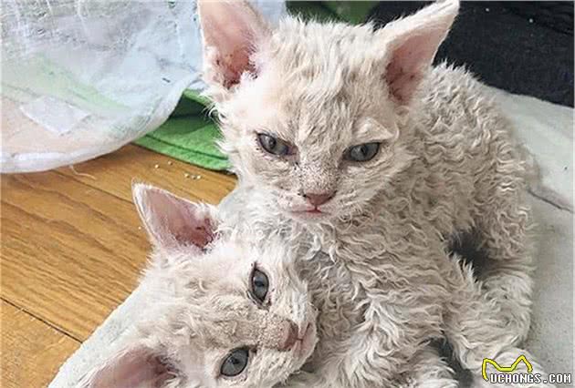 好心人捡到流浪猫：浑身卷毛酷似泰迪，生下小猫后才知其身价