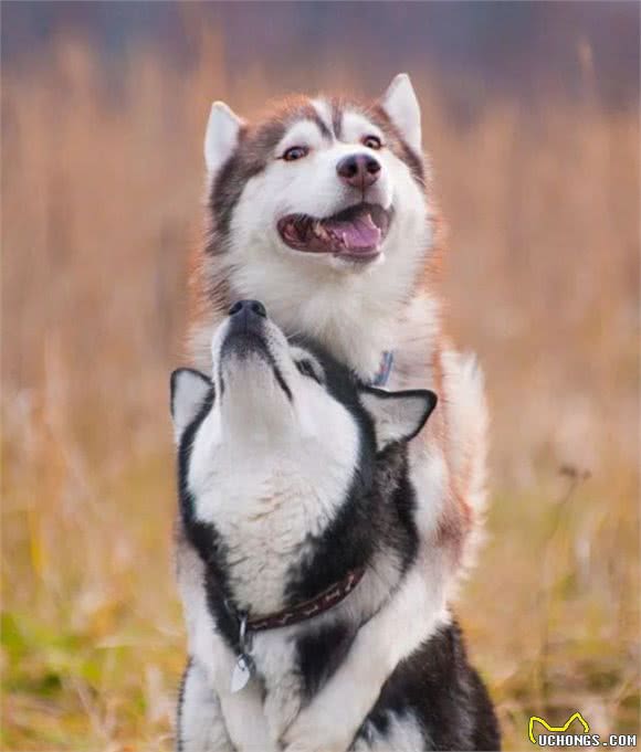 俄罗斯名犬西伯利亚雪橇犬，傲然屹立于冰天雪地