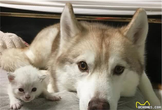 俄罗斯名犬西伯利亚雪橇犬，傲然屹立于冰天雪地