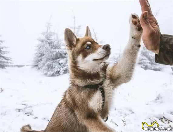 俄罗斯名犬西伯利亚雪橇犬，傲然屹立于冰天雪地