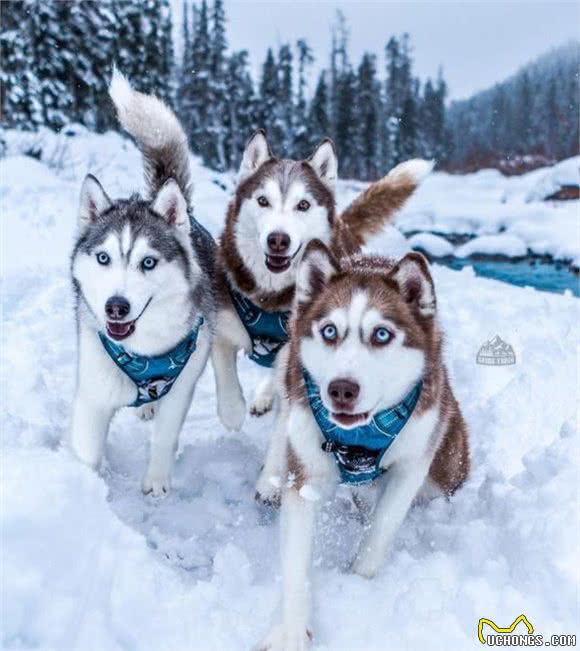 俄罗斯名犬西伯利亚雪橇犬，傲然屹立于冰天雪地