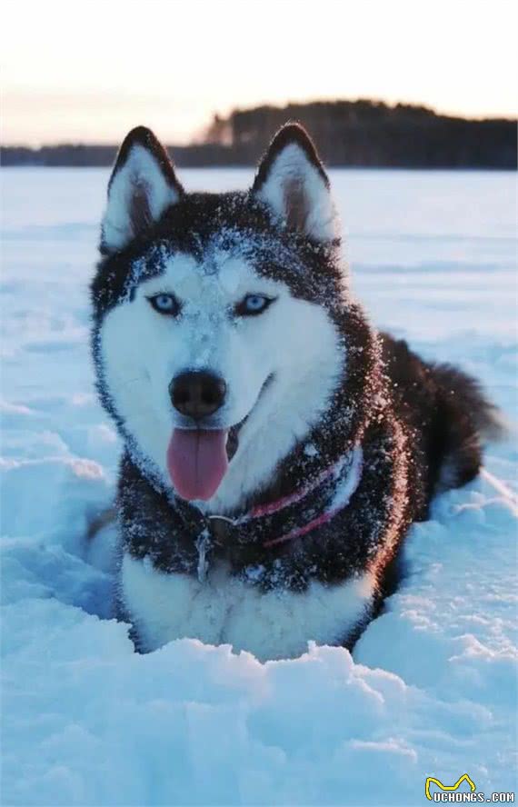 俄罗斯名犬西伯利亚雪橇犬，傲然屹立于冰天雪地