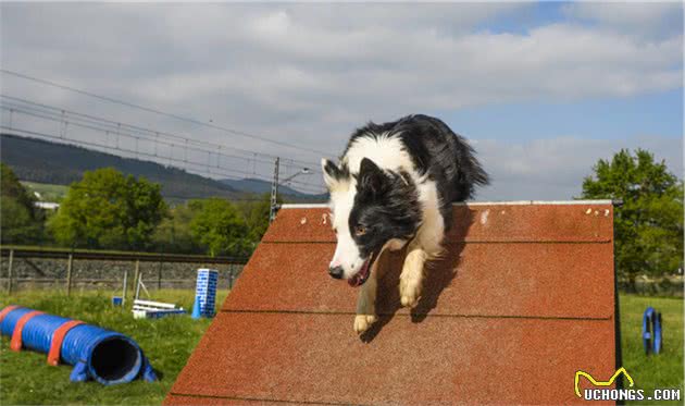 宠物犬的肥胖问题，饲养者们不要再让你的宠物犬胖下去啦