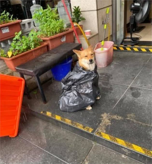 遛狗时突遇暴雨，主人用垃圾袋给它做雨衣，狗狗都要哭了