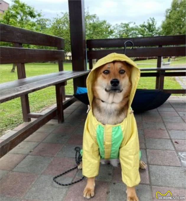 遛狗时突遇暴雨，主人用垃圾袋给它做雨衣，狗狗都要哭了