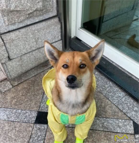 遛狗时突遇暴雨，主人用垃圾袋给它做雨衣，狗狗都要哭了