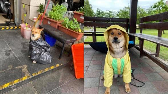 遛狗时突遇暴雨，主人用垃圾袋给它做雨衣，狗狗都要哭了