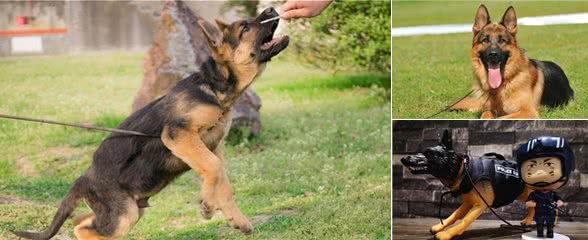 犬中之王德国牧羊犬