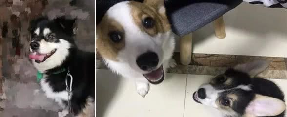 宠物狗陪伴昏迷主人16小时，用体温救了主人一命
