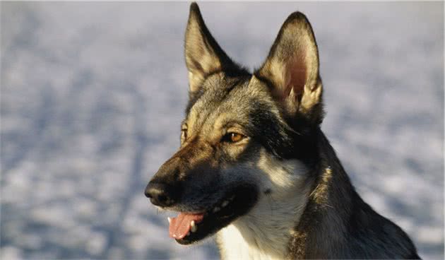 有种猛犬叫九獒（1）