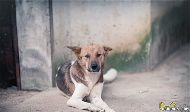 有种猛犬叫九獒（1）