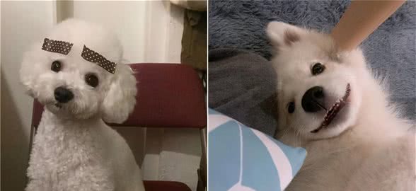 调皮可爱的宠物犬名字拒绝不了歪头杀-可爱点