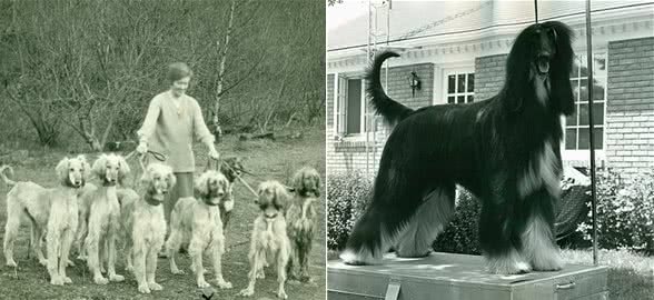 寻根问祖系列（128）：阿富汗猎犬（AfghanHound）