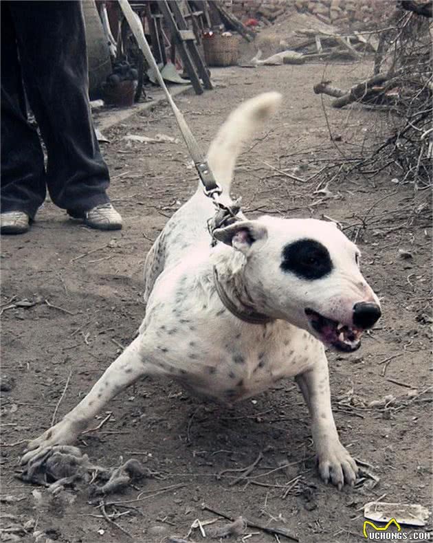 二十种猛犬巨兽，带给你最全面的暴力美学