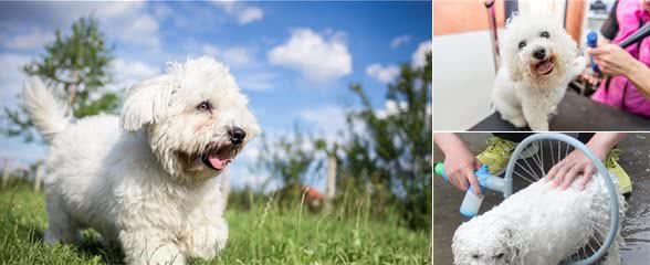 给比熊洗澡时，这几个洗澡误区，劝你别碰