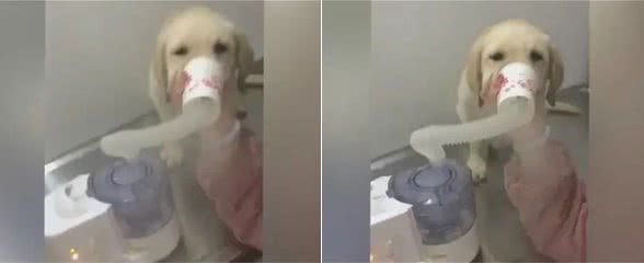狗狗咳嗽做雾化治疗，乖乖吸气，网友大赞太乖
